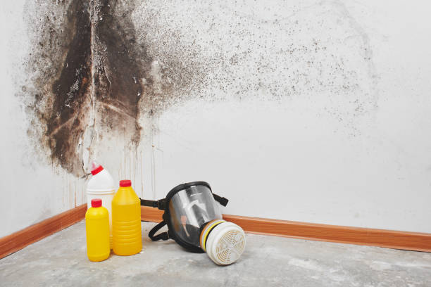 Best Crawl Space Mold Remediation in Trenton, MI