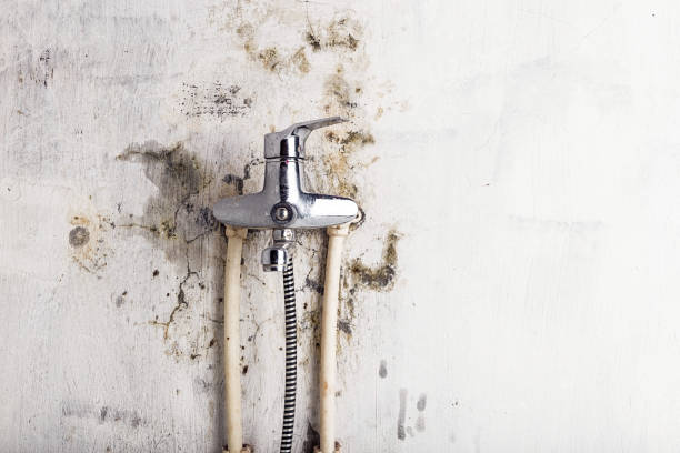 Reliable Trenton, MI Mold Remediation Solutions