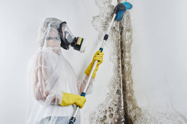 Best Basement Mold Remediation in Trenton, MI