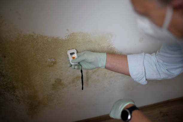 Best Residential Mold Remediation in Trenton, MI