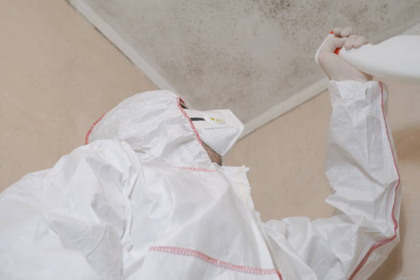  Trenton, MI Mold Removal Pros