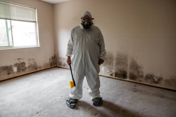 Best DIY Mold Remediation Support Services in Trenton, MI
