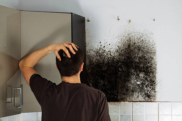 Best HVAC Mold Remediation in Trenton, MI