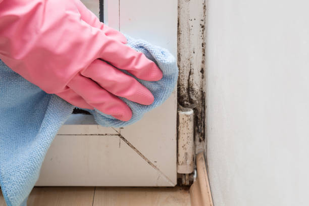 Best Residential Mold Remediation in Trenton, MI